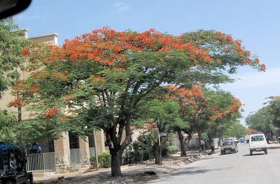 ethiopia trees